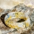 QUARTZ & GOLD - ANILLO Orgonita 7011- T17 - PIEZA UNICA