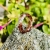 GRANATE - ANILLO Orgonita 6220 - T18 - PIEZA UNICA