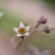 SUCULENTA - Colgante de Orgonita 8484