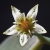 SUCULENTA - Colgante de Orgonita 8484