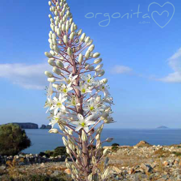 COmprar colgante de Orgonite u ORGONITA con flor natural de Drimia maritima o Urginea maritima