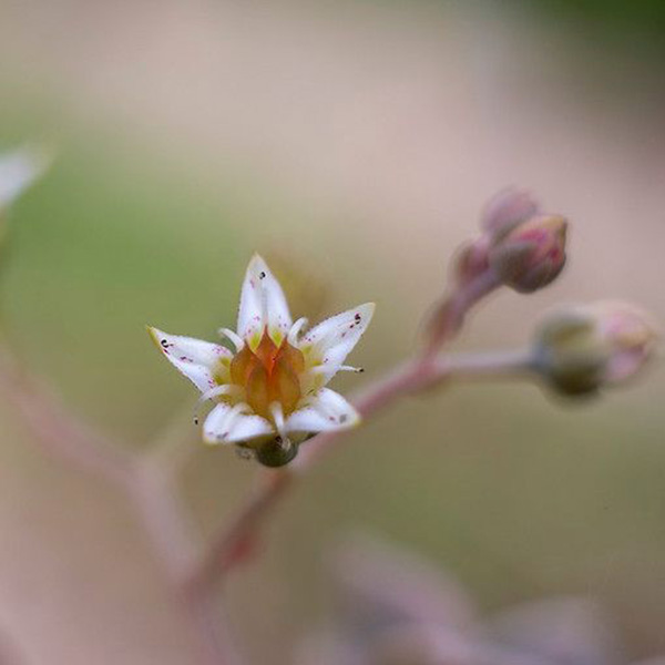 Orgonita con Flor natural