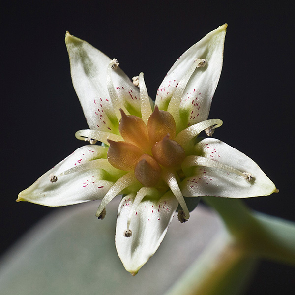 Orgonita con Flor natural